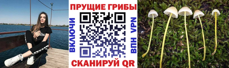 Псилоцибиновые грибы Psilocybe  где купить   omg ссылка  Находка 